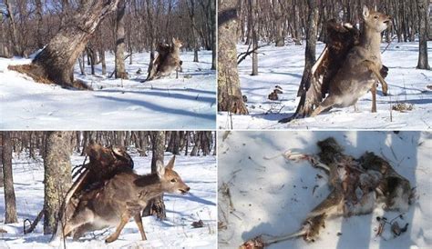 Eagle Attacking Deer Photo Goes Viral Social News Daily