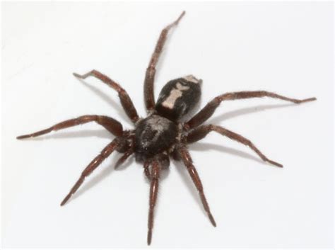 We do have plenty of spiders in the uk, but one thing to be thankful for is that they rarely bite, and those that do won't cause any prolonged symptoms. Google Image Result for http://www.qpm.ca/Pests/Spider-in ...
