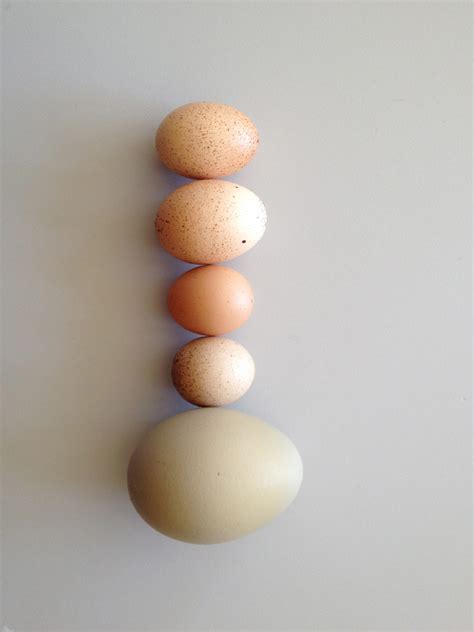 Sometimes i get inspired to make a tart, but the sugar and cream content turns me away. Lots of Fairy Eggs, is this normal? | BackYard Chickens - Learn How to Raise Chickens