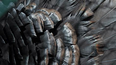 Free Images Tree Wing Wood Texture Wild Fur Black Material