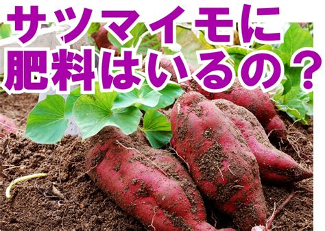 [株式会社大和]静岡県から全国に野菜・花づくりを応援。園芸肥料・資材の通販 サツマイモ