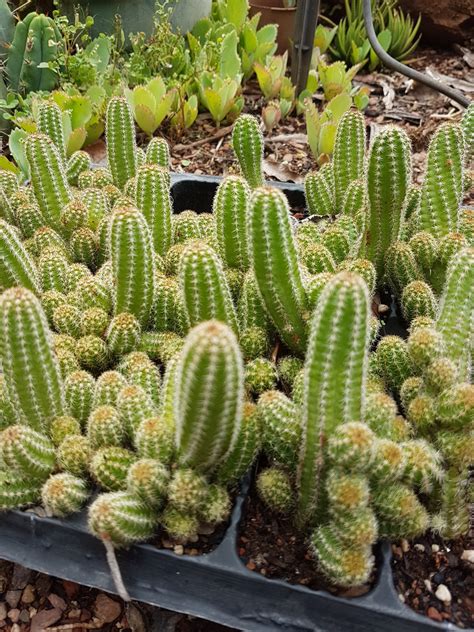 Peanut Cactus - Echinopsis chamaecereus | Succulent Shop Nursery South ...