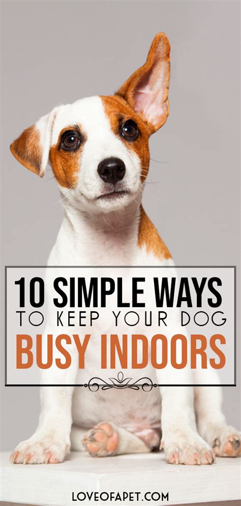 Top 10 Simple Ways To Keep Your Dog Busy Indoors Love Of A Pet