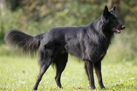 See puppy pictures, health information and reviews. Belgian Sheepdog Puppies for Sale from Reputable Dog Breeders