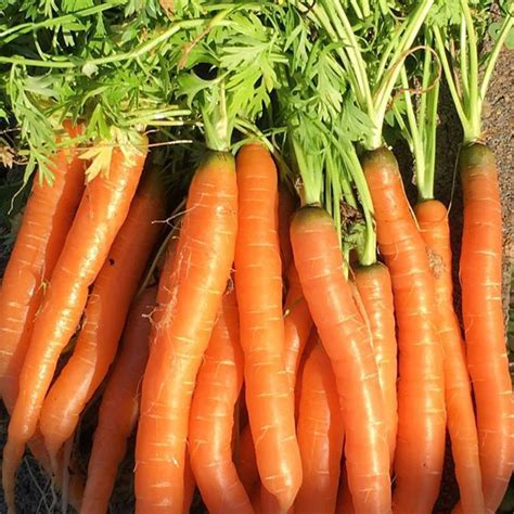 Tendersweet Carrot Growin Crazy Acres