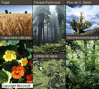 Importancia De Las Plantas En El Ecosistema Diagram Quizlet