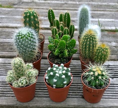 Todos nos decimos amantes de las plantas suculentas, pero en muchos casos somos simples consumidores. 100 Semillas De Cactus De Diferentes Especies. - $ 34.000 ...
