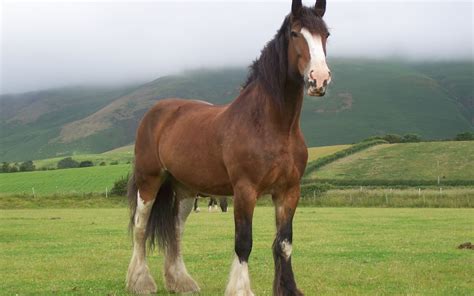 Imagenes de Caballos - Imágenes - Taringa!