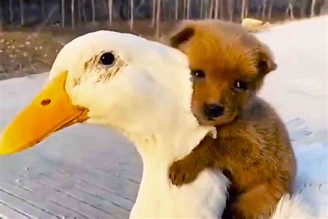 Watch A Puppy Climb Onto The Back Of A Duck And Give It A Hug Not
