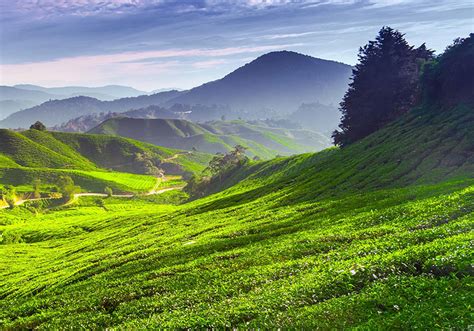 The panorama is something straight out of fantasy. Cameron Highlands : Pahang Tourist Destination Reviews ...