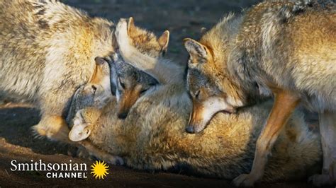 How Wolves Use Complex Body Language To Communicate 🐺 Carpathian