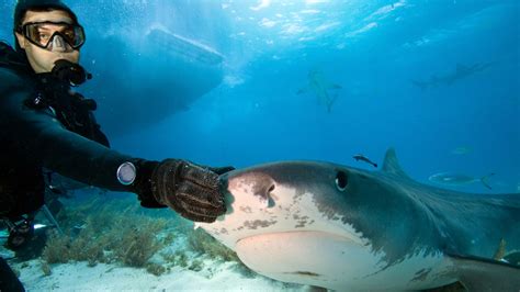 9 Times Sharks Were The Good Guys
