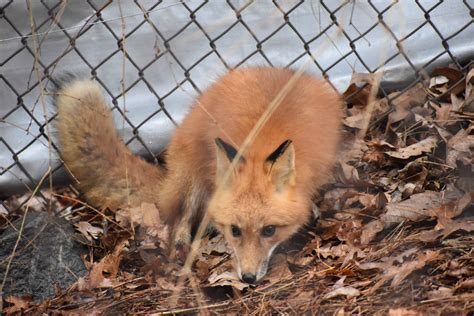 Red Fox Wnc Nature Center