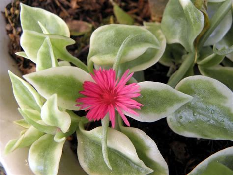 Succulent vine with pink flowers. Aptenia cordifolia f. variegata | World of Succulents