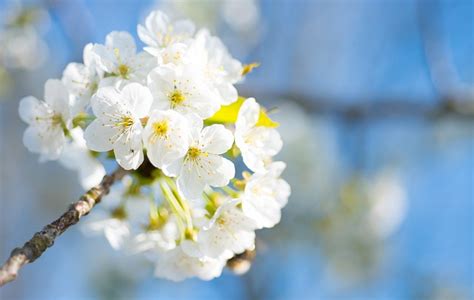 Blossom Cherry Spring Free Photo On Pixabay Pixabay