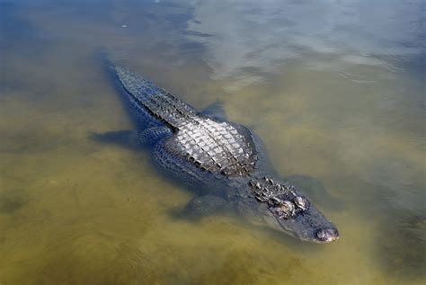 Filealligator At Gatorland Orlando Florida 8sept2008