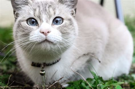 It's Your Last Chance to Enter Our Cutest Cat Contest