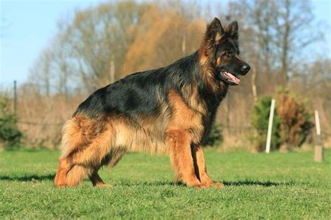 These qualities make them a wonderful family pet. Red and black long coat German Shepherd imported pups for ...
