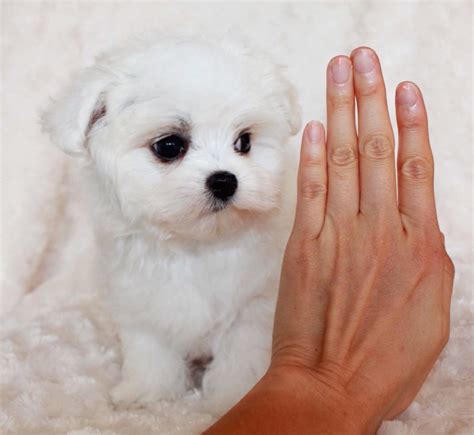Maybe you would like to learn more about one of these? Maltipoo Puppy for sale California "lil Roo" | iHeartTeacups