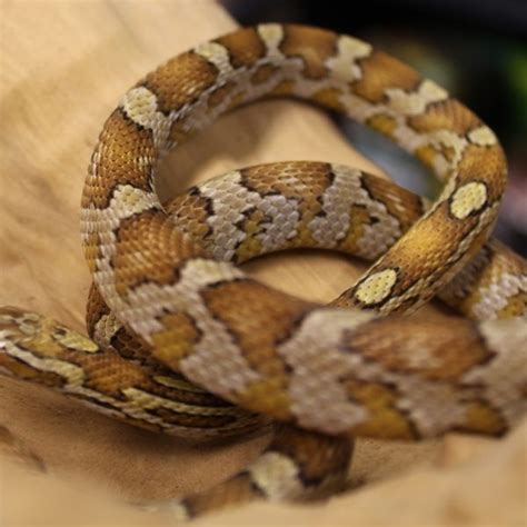 Javascript snake use the arrow keys on your keyboard to play the game. Caramel Corn Snake | Evolution Reptiles