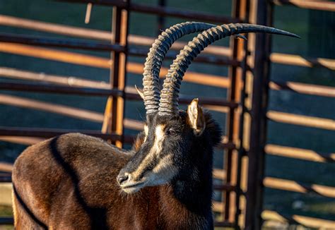 Antilopa Vraná 250 €rok Zoo Bratislava