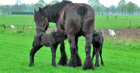 Aug 10, 2020 · some of these cute names, such as annie and sophie, do wear well, even into adulthood. Belgian Draft Horse Cares For Her Adorable, Baby Twins