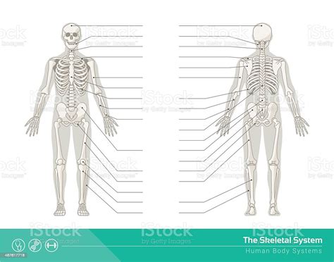 The Skeletal System Stock Illustration Download Image Now Istock