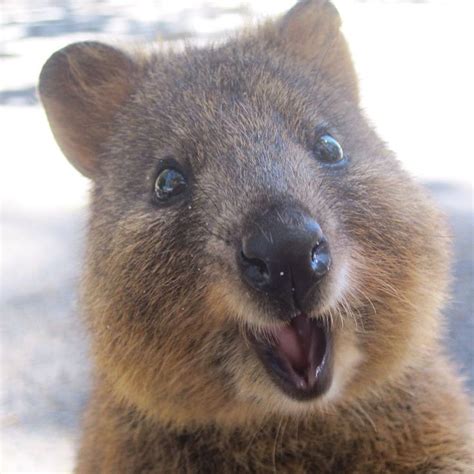 Is this happy or is this a normal expression. 47 best images about quokkas are cutest on Pinterest ...
