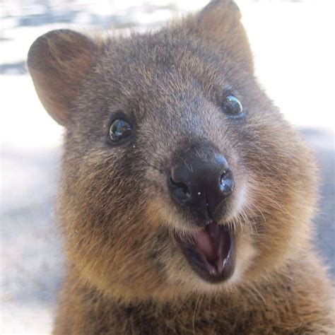 47 best images about quokkas are cutest on Pinterest ...