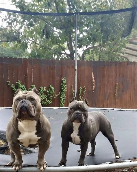 The american bulldog will do okay in an apartment if it is sufficiently exercised. Blue Bullies | American Bully - Micro, Pocket, Classic ...