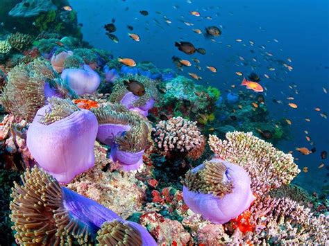 10 Wonderful Places To Visit In Maldives Coral Reef Ocean Creatures