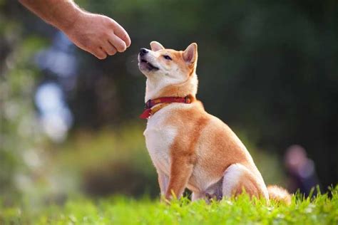 Técnicas De Adiestramiento Canino Que Deberías Conocer