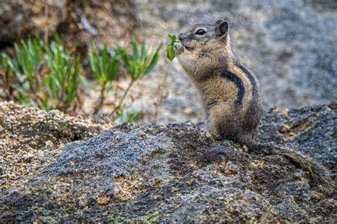 How To Get Rid Of Chipmunks