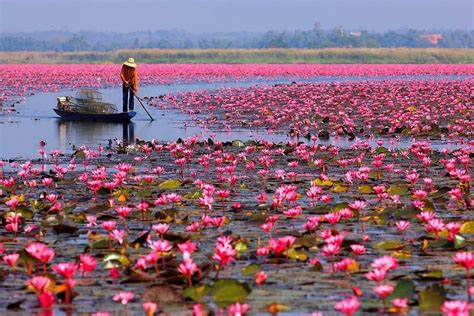 Red Lotus Sea Located In Udonthani Thailand Imgur Beautiful World