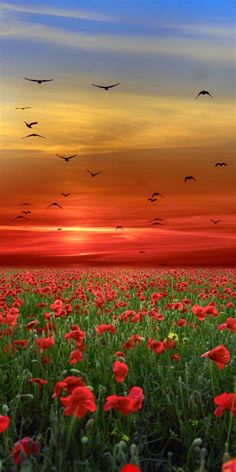 Landscape Poppy Farm Sunset 1080x2160 Wallpaper Beautiful