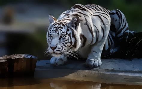 Wallpaper ID 103166 Digital Art Wild Cat Tiger White Tigers Big