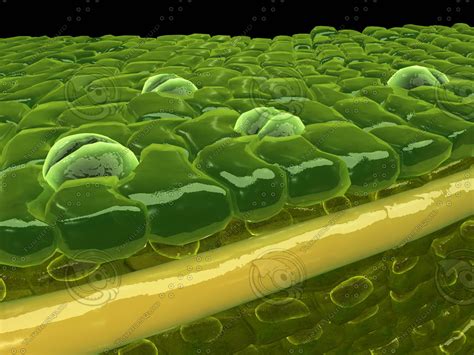 Epidermal plant cells usually differ in shape, function and physiological reactions to other plant tissues. mesophyll cells plant 3d model