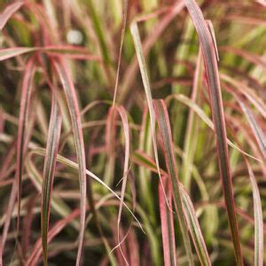 Get Fireworks Variegated Red Fountain Grass Graceful Grasses Proven