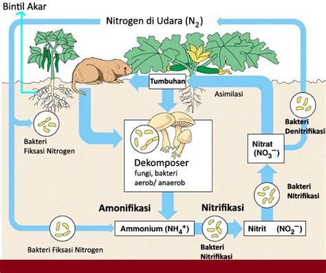 Daur hidup ikan atau metamorfosis ikan, proses daur hidup ikan metamorfosis dan tanpa metamorfosis. Macam-macam Daur Biogeokimia: Daur Air, Daur Nitrogen ...