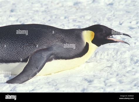50 Best Ideas For Coloring Emperor Penguin Diet