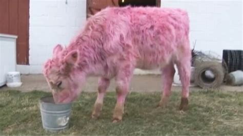 A Cow Turns Pink For Valentines Day Video Abc News