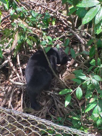 A 50 km de bornean sun bear conservation centre. Bornean Sun Bear Conservation Centre (Sandakan) - 2020 All ...