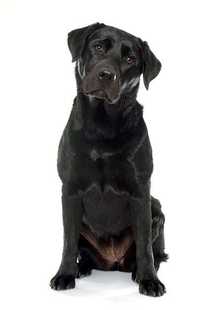 Premium Photo Female Black Labrador Retriever