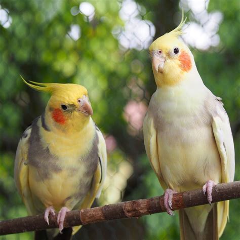 Top 10 Best Pet Birds For Families