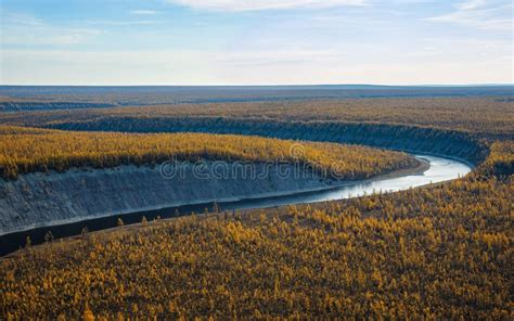 Autumn Bright Larch Taiga In The Floodplain Of The Northern Siberian