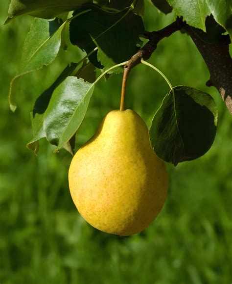 16 Fruit Trees for Zone 3 - Joybilee® Farm | DIY | Herbs | Gardening