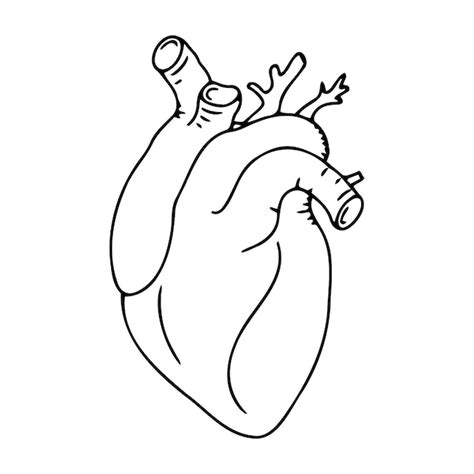 Ilustración Vectorial De Un Corazón Anatómico Del Corazón Humano