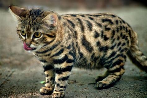 The Black Footed Cat Is The Deadliest Cat On Earth With A 60 Success