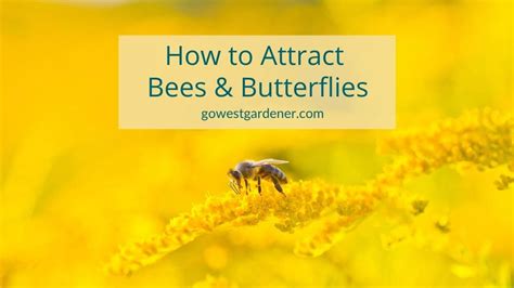 How Do I Attract Bees And Butterflies To My Garden Colorado And Utah