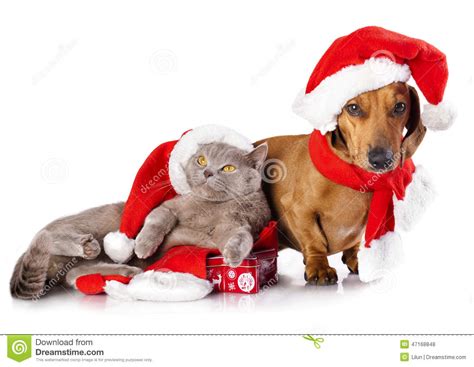 Dog And Cat Wearing A Santa Hat Stock Photo Image Of